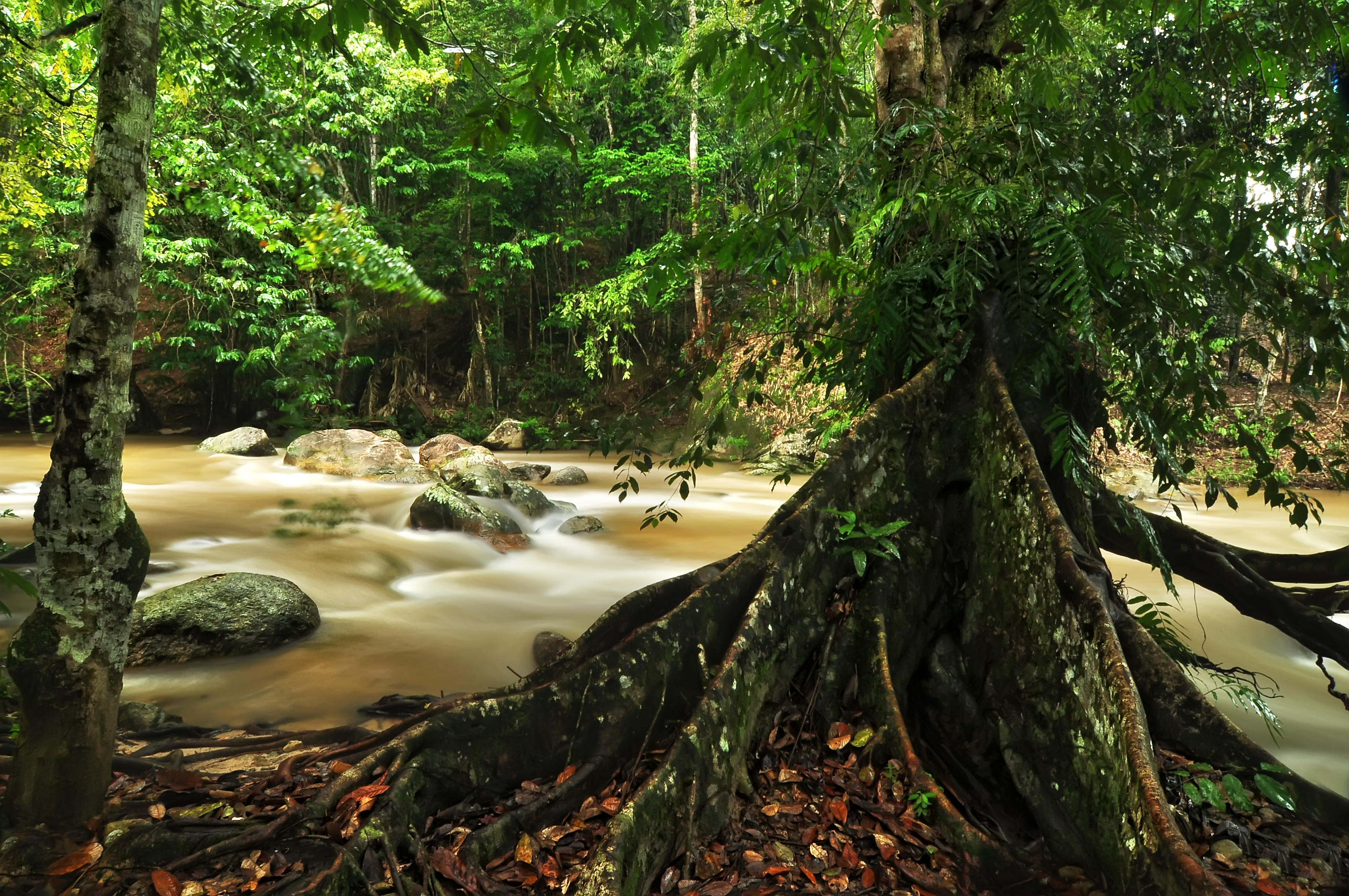 Lata Lembik Forest Eco-Park